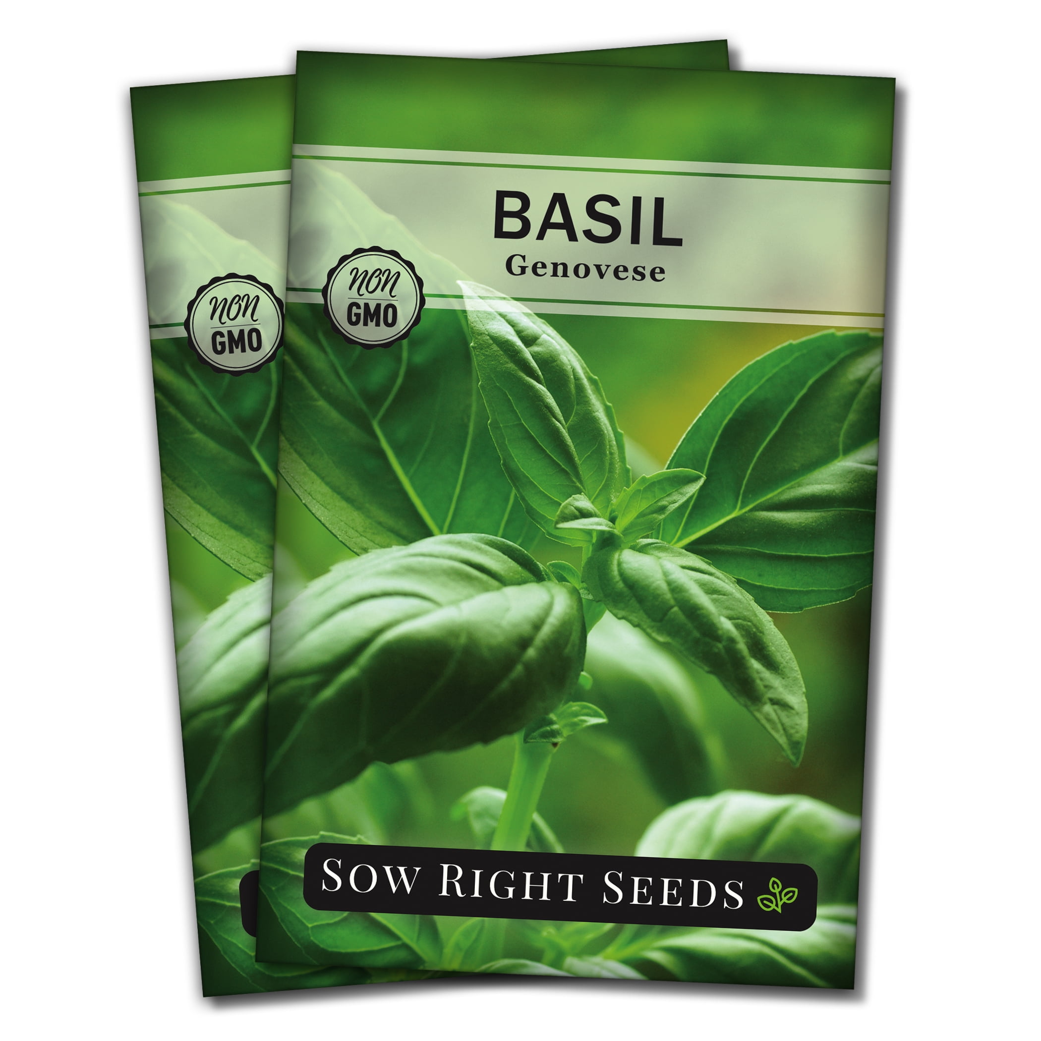 Genovese Basil for Planting Non GMO Heirloom Varieties for your