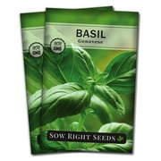 Genovese Basil for Planting - Non GMO Heirloom Varieties for your Indoor or Outdoor Herb Garden - 2 Pack