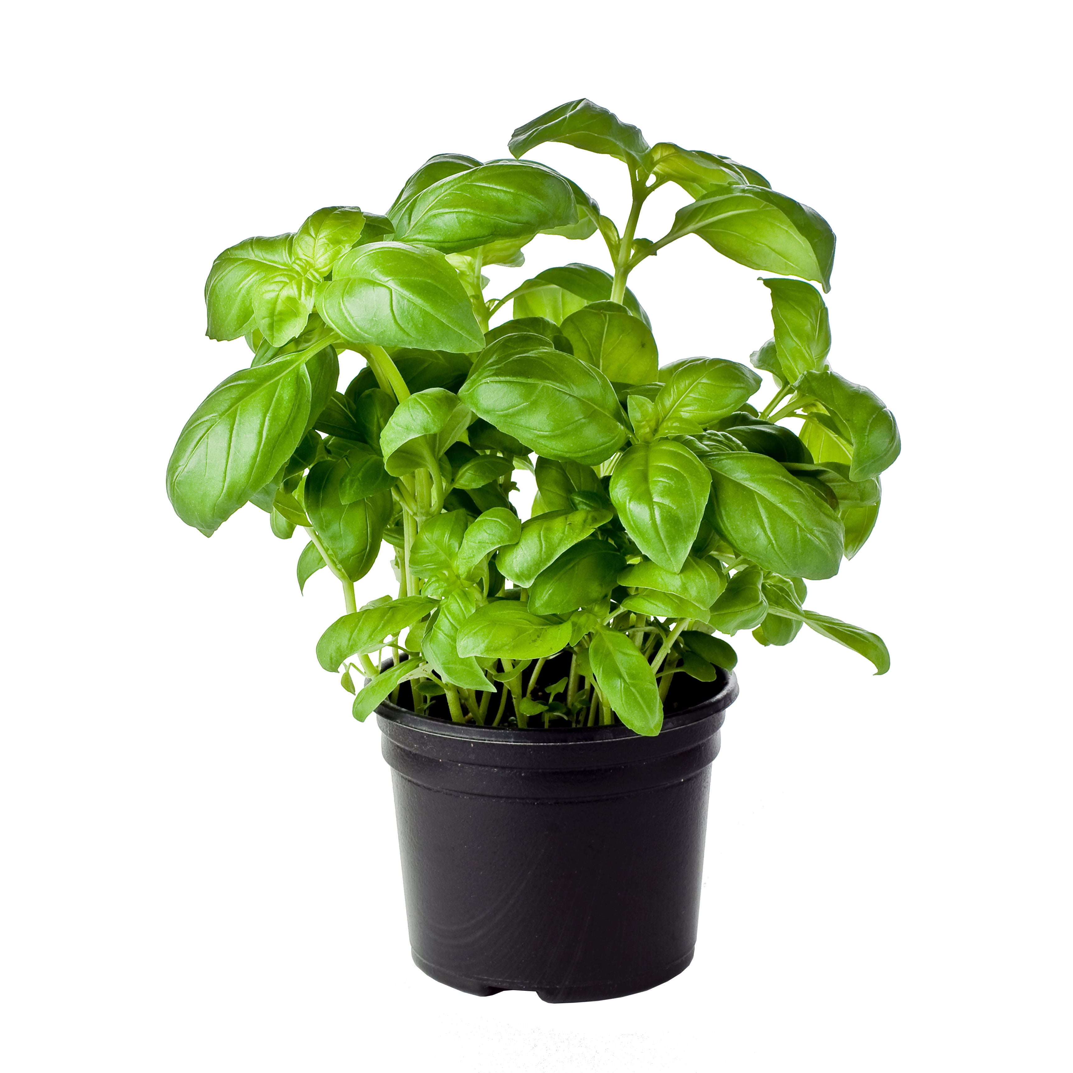 Genovese Super Sweet Basil | 3 Herb Garden Plants in 4in. Grow Pots | Full Sun | Altman Plants