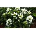 thumbnail image 1 of Genti White Clustered Bellflower - Campanula - 4" Pot, 1 of 2