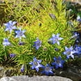 thumbnail image 1 of Gentian Seeds - Gentiana Paradoxa Blue Herald Herb Seeds - 200 Seeds, 1 of 1