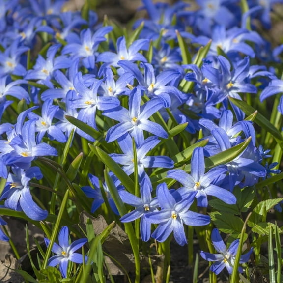 Gentle Glory of the Snow,  30 Bulbs - Blue & White Flowers - Early Spring Blooming, Easy Growing Perennial