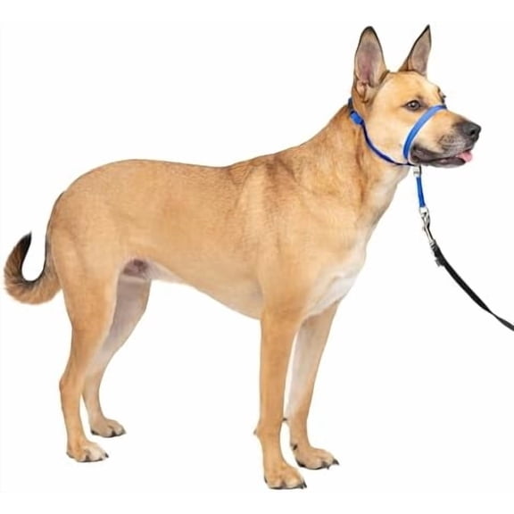 Gentle Leader Headcollar No-Pull Dog Collar - Helps Improve Walks - Durable Nylon Construction - Padded Nose Loop - Adjustable Fit - Comfort Walking Halter - Medium, Royal Blue