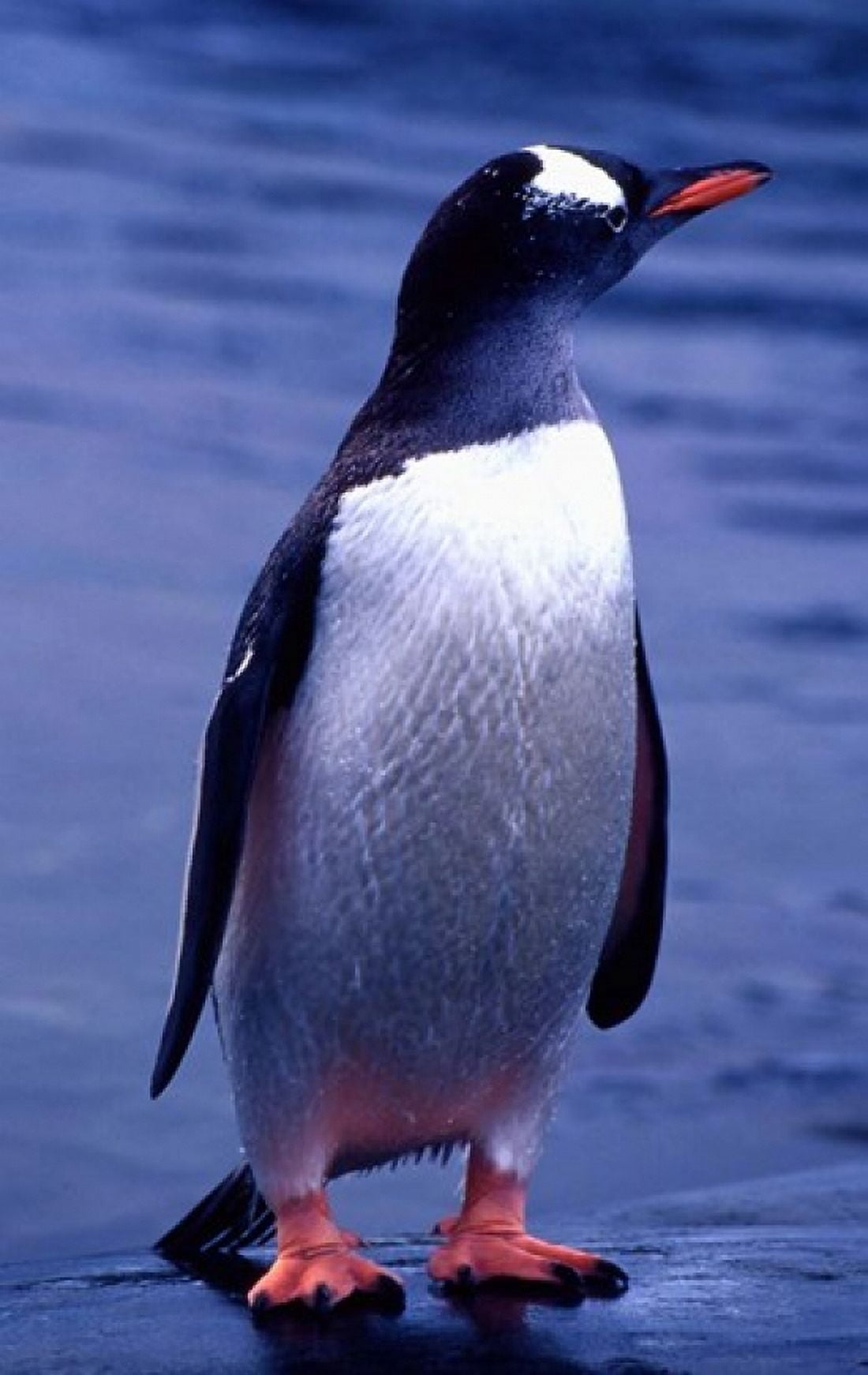Gentoo Penguin Antarctica Canvas Art - Joe Restuccia III DanitaDelimont (25 x 39)