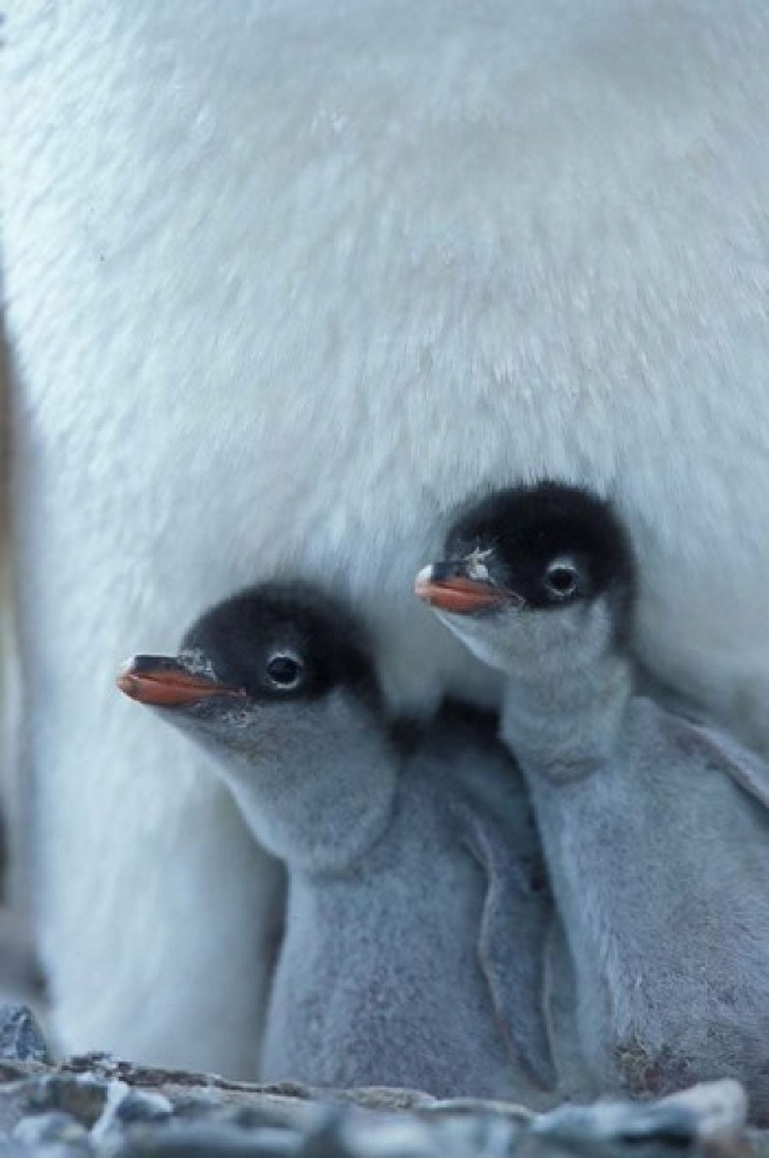 Gentoo Penguin Chicks Port Lockroy Wiencke Island Antarctica Canvas Art - Paul Souders DanitaDelimont (24 x 36)
