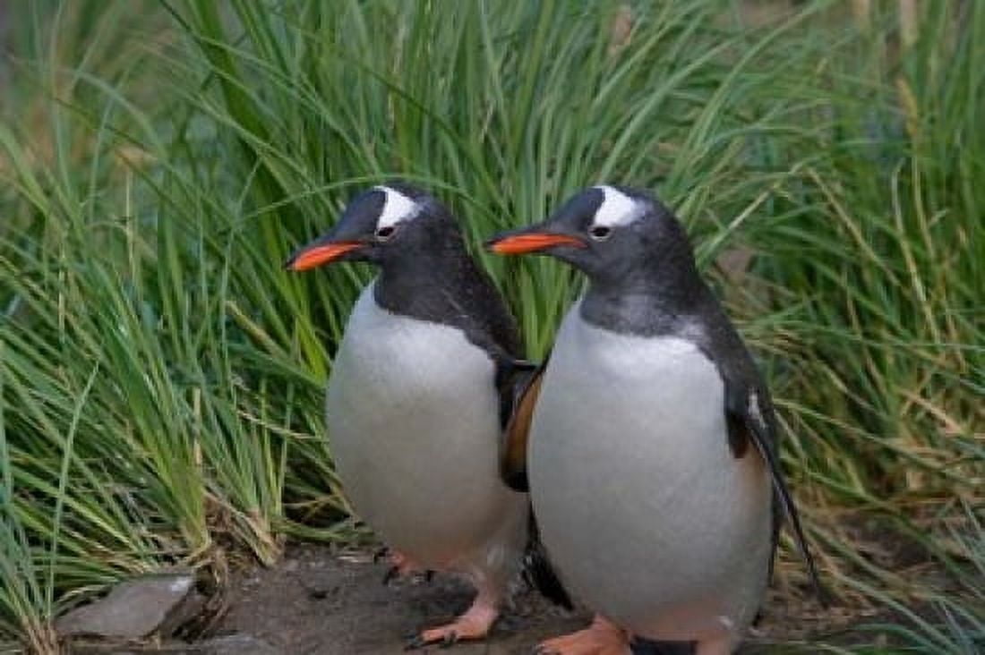 Gentoo Penguin Cooper Baby South Georgia Antarctica Canvas Art - Keren Su DanitaDelimont (35 x 23)