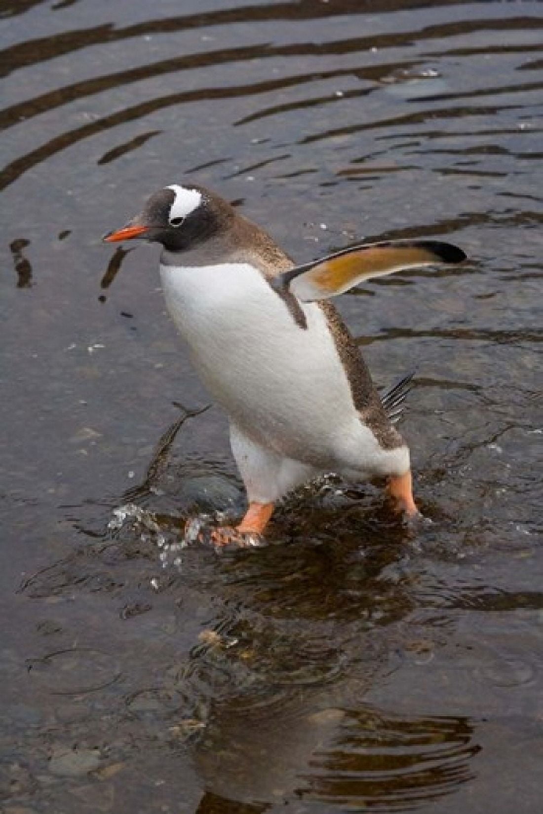 Gentoo Penguin Hercules Bay South Georgia Antarctica Canvas Art - Keren Su DanitaDelimont (11 x 17)
