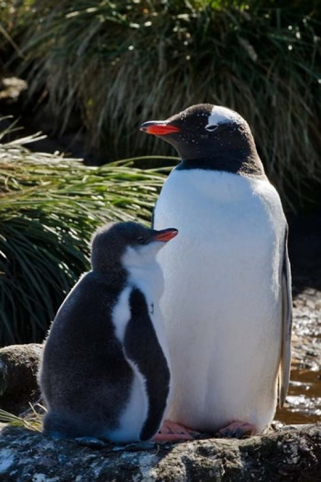 Gentoo Penguin Prion Island South Georgia Antarctica Canvas Art - Keren Su DanitaDelimont (11 x 17)