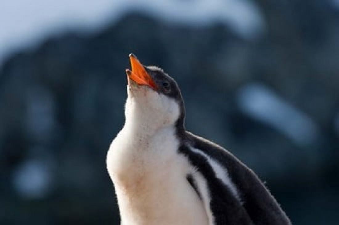 Gentoo Penguin chick Neko Harbor Antarctica Canvas Art - Keren Su DanitaDelimont (24 x 15)