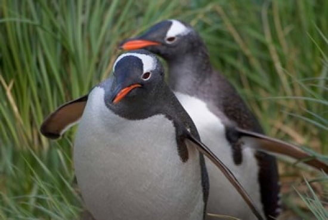 Gentoo Penguin in the grass Cooper Baby South Georgia Antarctica Canvas Art - Keren Su DanitaDelimont (35 x 23)