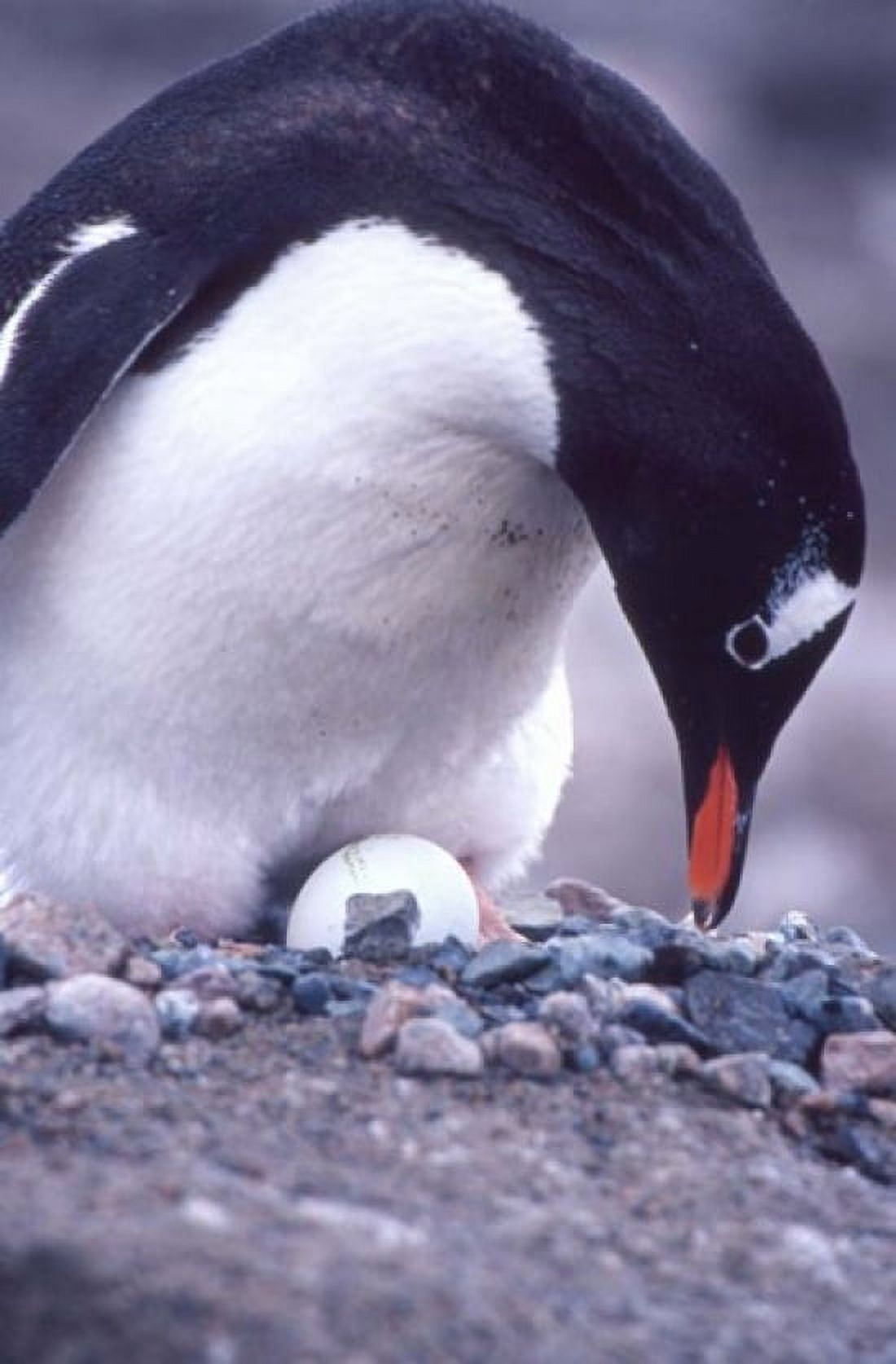 Gentoo Penguin on Nest Antarctica Canvas Art - Joe Restuccia III DanitaDelimont (18 x 24)
