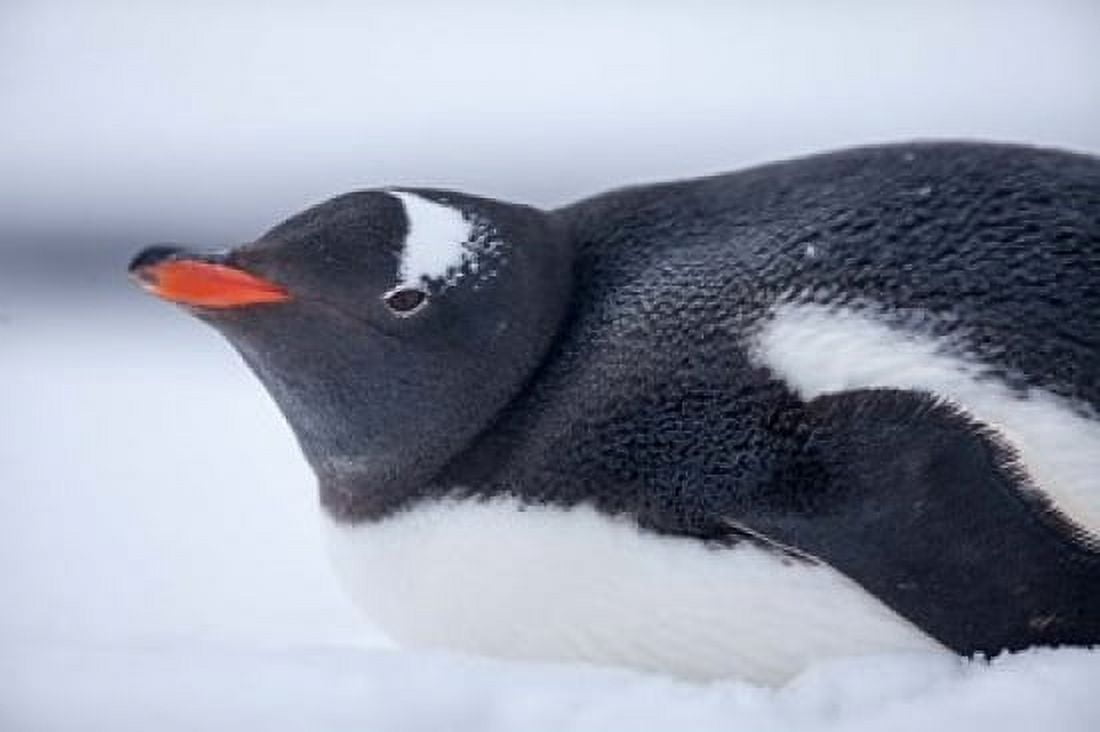 Gentoo Penguin resting in snow on Deception Island Antarctica Canvas Art - Paul Souders DanitaDelimont (38 x 25)