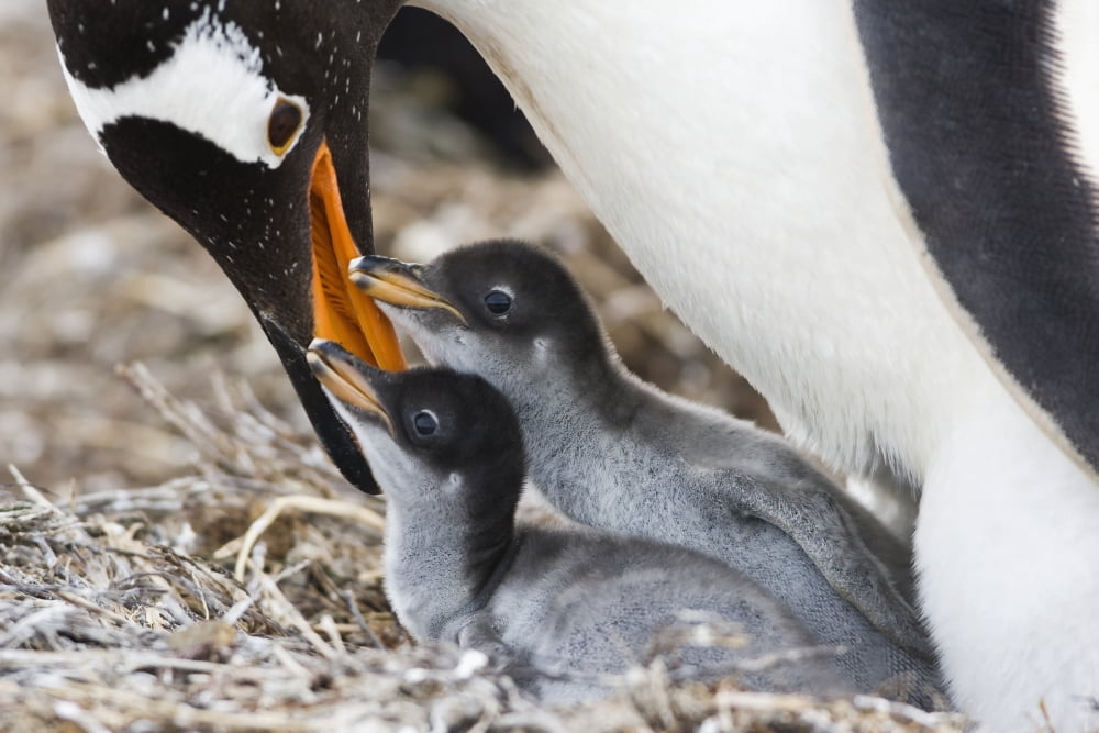 Gentoo Penguin with chicks (Pygoscelis papua) Saunders Island Falkland Islands Canvas Art - Daisy Gilardini  Design Pics (19 x 12)