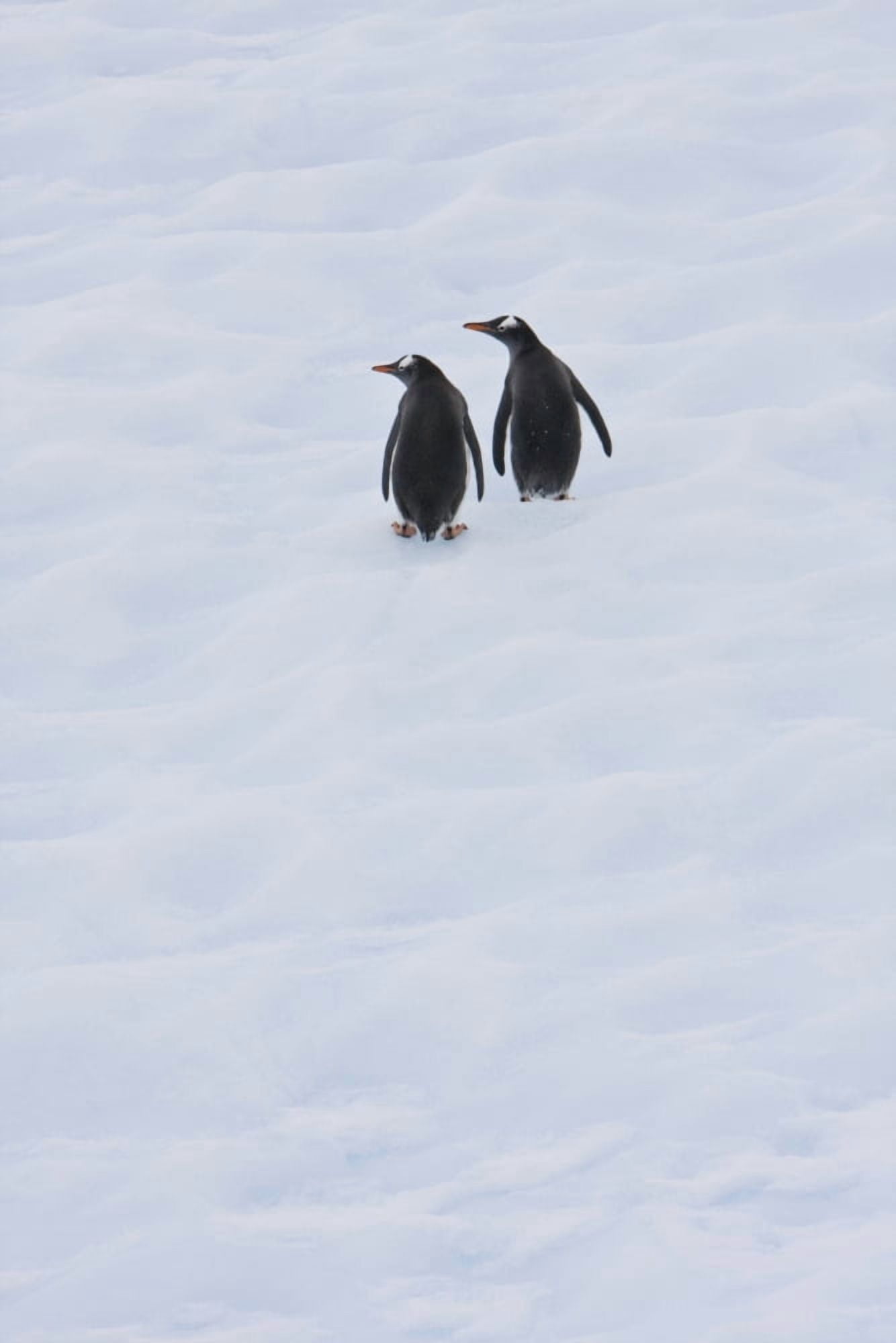 Gentoo Penguins Climb The Side Of An Iceberg Floating In Neko Harbour Antarctica Canvas Art - Ron Watts Design Pics (11 x 17)