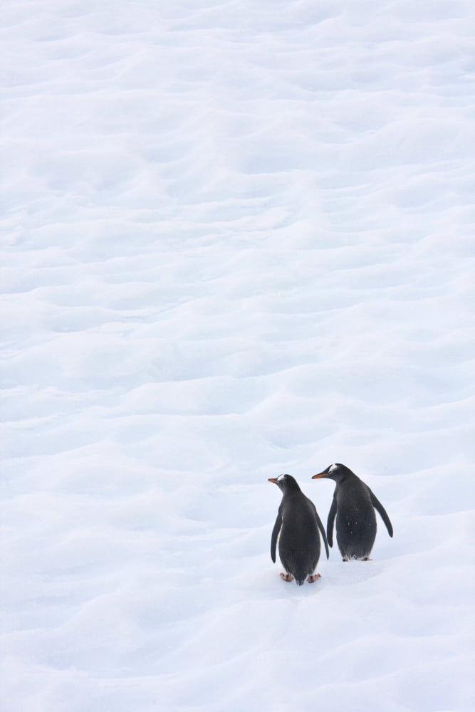 Gentoo Penguins Climb The Side Of An Iceberg Floating In Neko Harbour Antarctica Canvas Art - Ron Watts Design Pics (11 x 17)