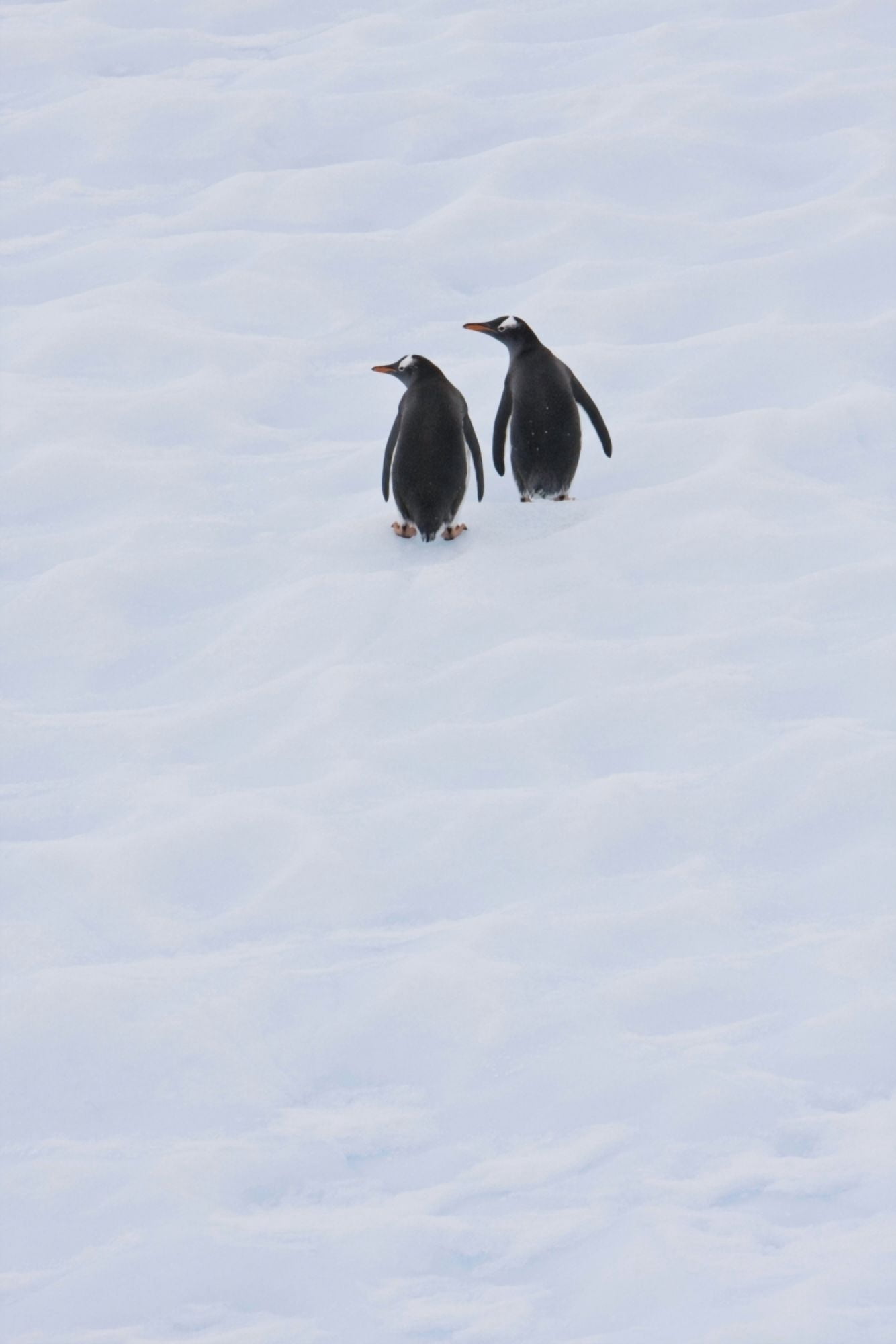 Gentoo Penguins Climb The Side Of An Iceberg Floating In Neko Harbour Antarctica Canvas Art - Ron Watts  Design Pics (22 x 34)