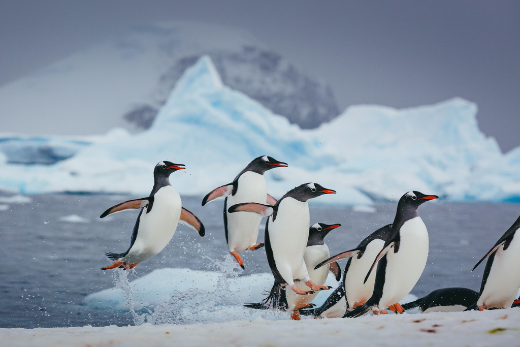 Gentoo Penguins Exploding from the Sea Photo Penguin Poster Penguin ...