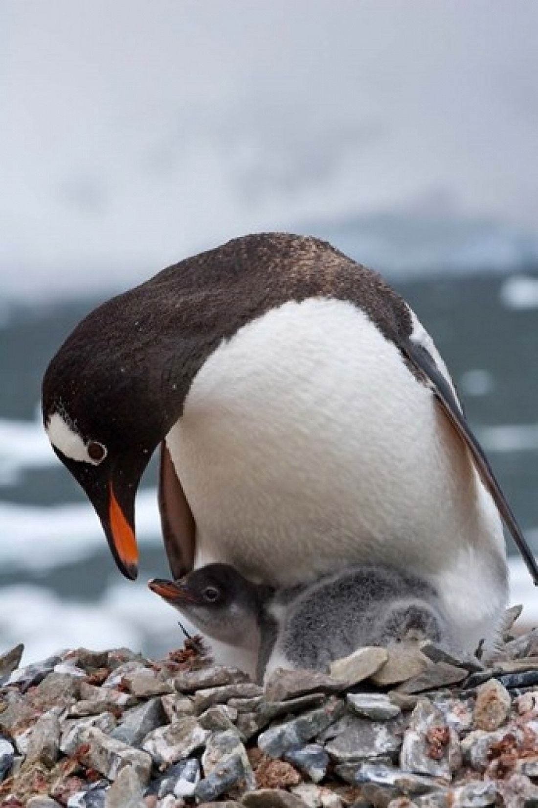 Gentoo Penguins Neko Harbor Antarctica Canvas Art - Keren Su DanitaDelimont (11 x 17)