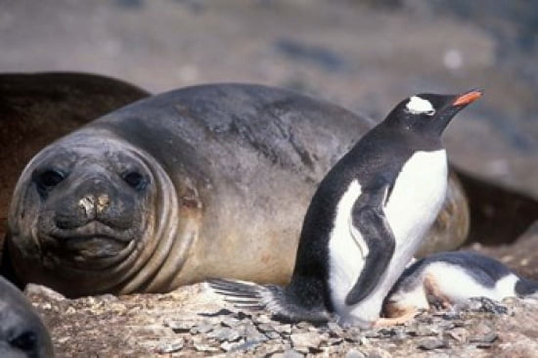 Gentoo Penguins Nest By Elephant Seals Hannah Point Livingston Island Antarctica Canvas Art - Paul Souders DanitaDelimont (18 x 12)