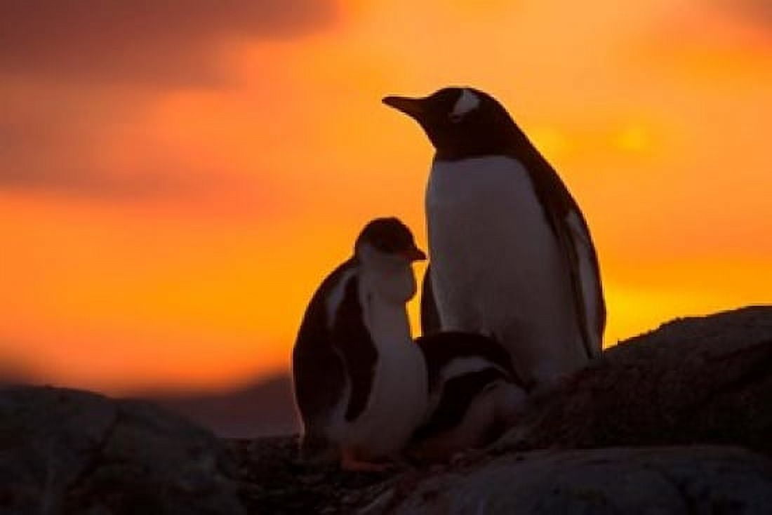 Gentoo Penguins Silhouetted at Sunset on Petermann Island Antarctic Peninsula Canvas Art - Hugh Rose DanitaDelimont (34 x 23)