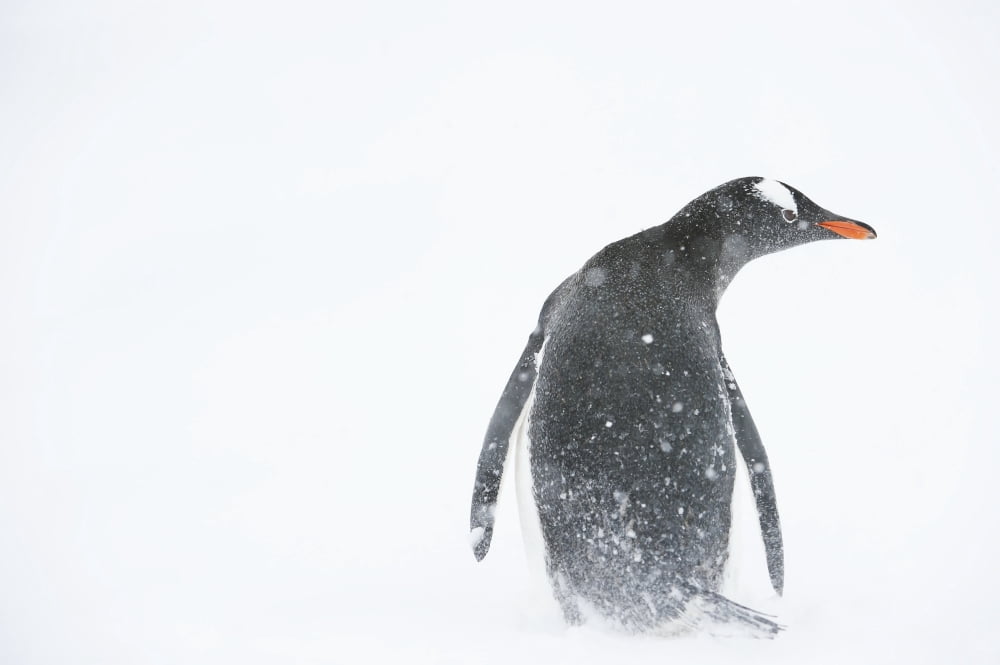 Gentoo penguin (Pygoscelis papua) in a snowstorm Mikkelsen Harbor Trinity Island Antarctic Peninsula Canvas Art - Daisy Gilardini Design Pics (38 x 24)