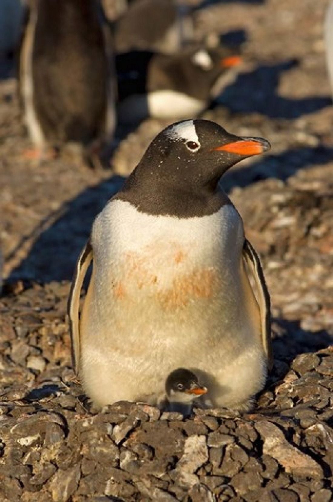 Gentoo penguin South Shetland Islands Antarctica Canvas Art - Steve Kazlowski DanitaDelimont (23 x 35)
