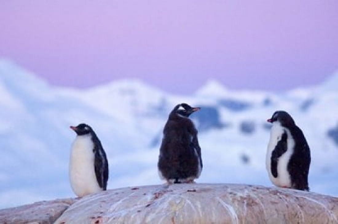 Gentoo penguin Western Antarctic Peninsula Canvas Art - Steve Kazlowski DanitaDelimont (24 x 15)