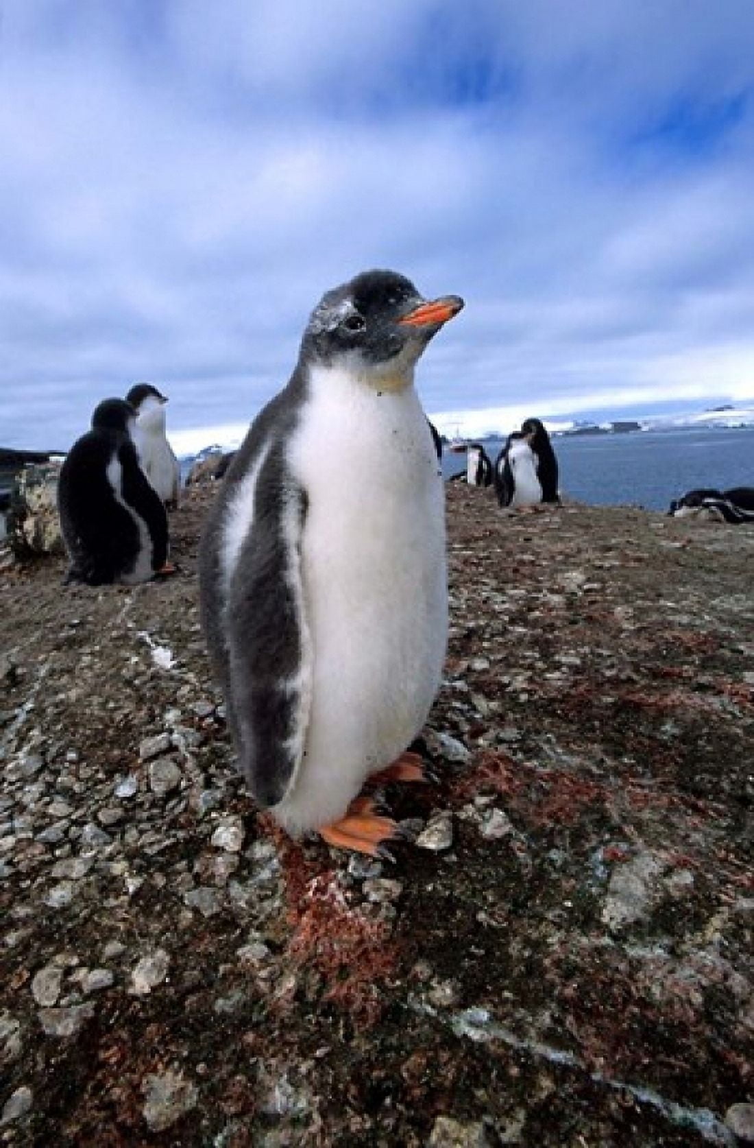 Gentoo penguin chick Antarctica Canvas Art - Michael DeFreitas DanitaDelimont (23 x 34)