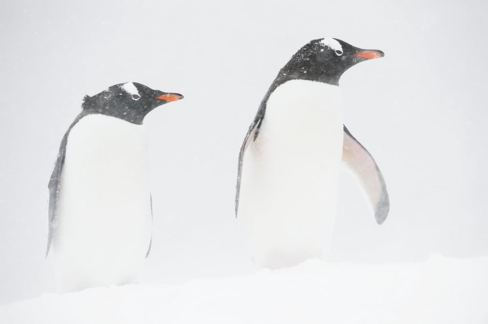Gentoo penguins (Pygoscelis papua) in a snowstorm Mikkelsen Harbor Trinity Island Antarctic Peninsula Canvas Art - Daisy Gilardini Design Pics (38 x 24)