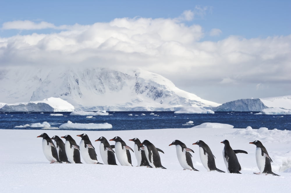 Gentoo penguins (Pygoscelis papua) walking in group along the coast with icebergs in the background Rong Canvas Art - Daisy Gilardini Design Pics (38 x 24)