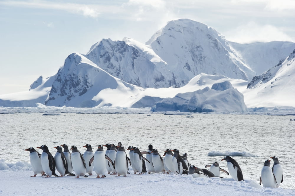 Gentoo penguins (Pygoscelis papua) walking in group along the coast with icebergs in the background Rong Canvas Art - Daisy Gilardini Design Pics (38 x 24)