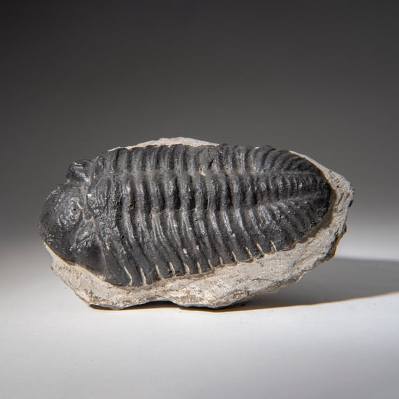 Genuine Asaphus Lepidurus Trilobite in Matrix from Morocco (1.4 lbs)