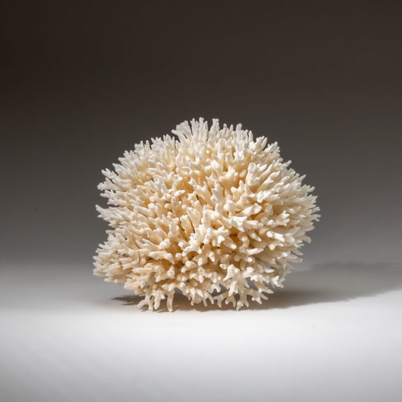 Genuine Birds Nest Coral ( 3 lbs)