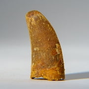 Genuine Carcharodontosaurus Tooth in Display Box 18.4 grams