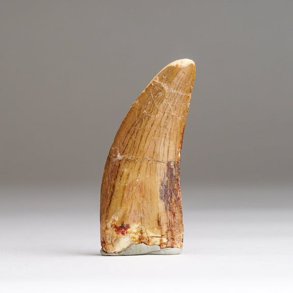 Genuine Carcharodontosaurus Tooth in Display Box (22.8 grams)