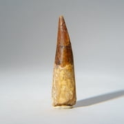 Genuine Carcharodontosaurus Tooth in Display Box 24.6 grams