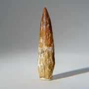 Genuine Carcharodontosaurus Tooth in Display Box 24.8 grams