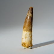 Genuine Carcharodontosaurus Tooth in Display Box 26.7 grams