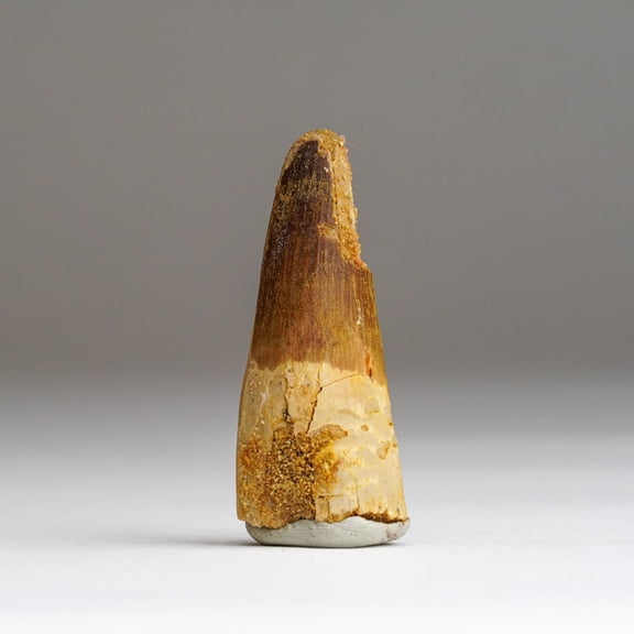 Genuine Carcharodontosaurus Tooth in Display Box (26.8 grams)