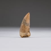 Genuine Carcharodontosaurus Tooth in Display Box 5.3 grams