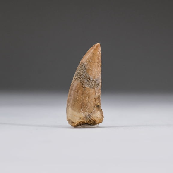 Genuine Carcharodontosaurus Tooth in Display Box (5.3 grams)