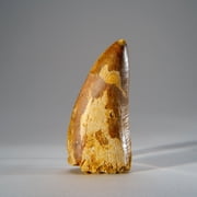 Genuine Carcharodontosaurus Tooth in Display Box 52 grams