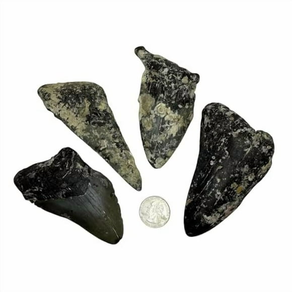 Genuine Fossilized Prehistoric Megalodon Shark Teeth Fragments from The USA - for Science Arts Crafts and Decor (1 lb)