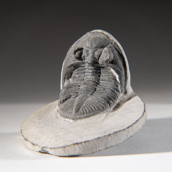 Genuine Hollardops Mesacristata Trilobite on Matrix (188.1 grams)