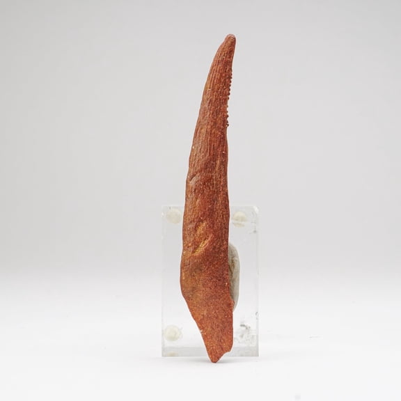 Genuine Hybodus Shark Fin Spine (56.2 grams)