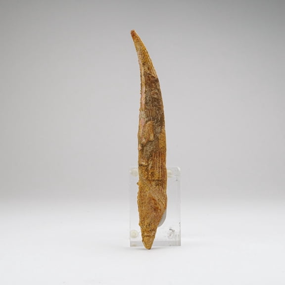 Genuine Hybodus Shark Fin Spine (77.9 grams)