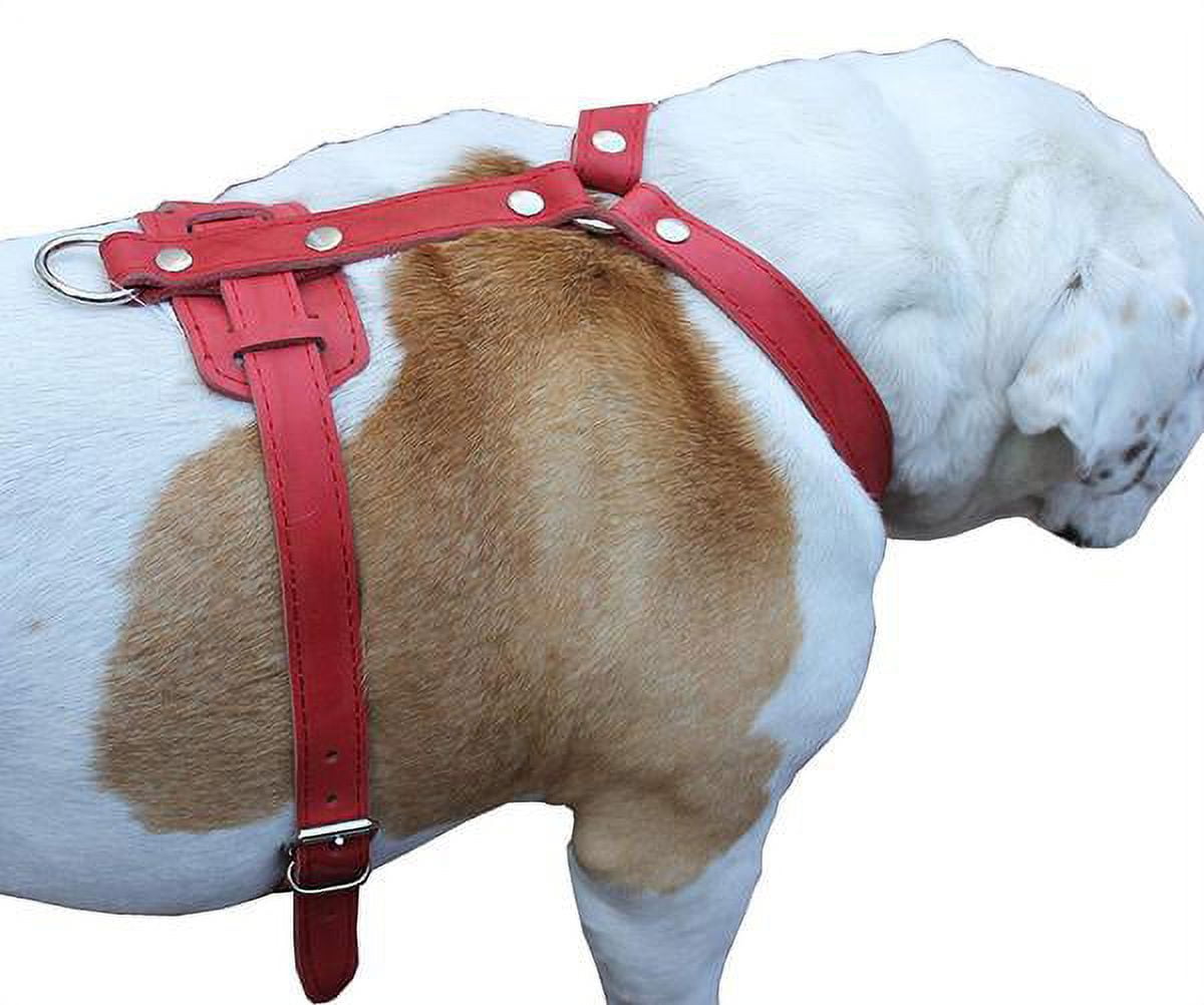 Genuine Leather Dog Harness, 29'-37' Chest, 1' Wide Straps, Doberman, Pitbull, Bullterrier