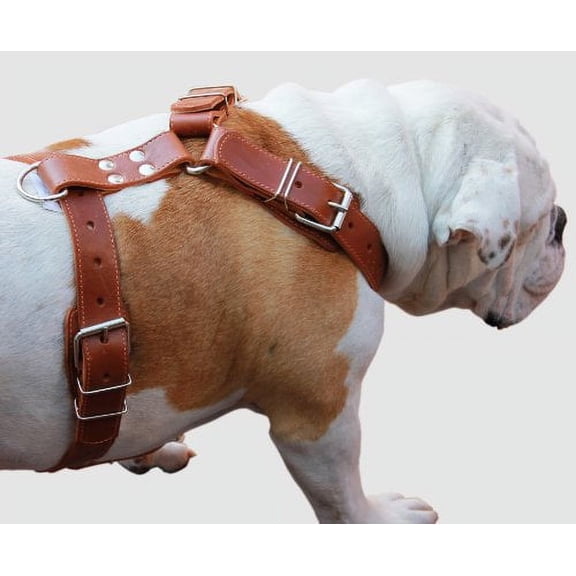 Genuine Leather Dog Harness. 31"-37" Chest, 1.5" Wide Straps, Rottweiler, Pitbull, Cane Corso