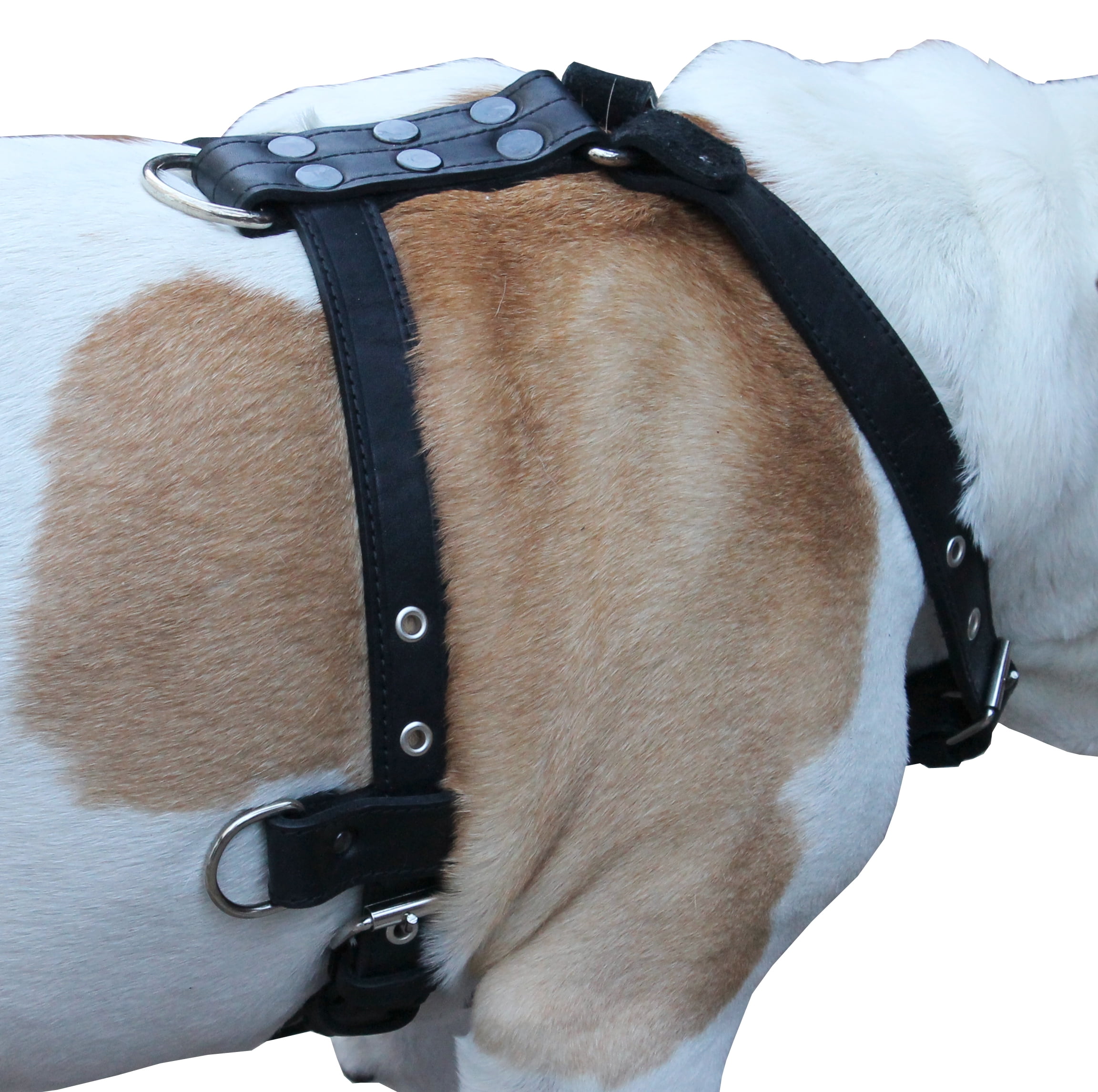 Genuine Leather Dog Harness Medium to Large 25"-32" Chest, 1" Wide Adjustable Straps (Black)