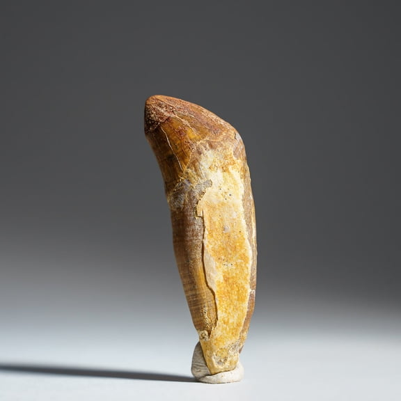 Genuine Mosasaur Tooth (15.6 grams)